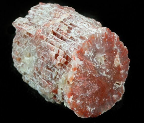 Pennsylvanian Aged Red Agatized Horn Coral - Utah #46152